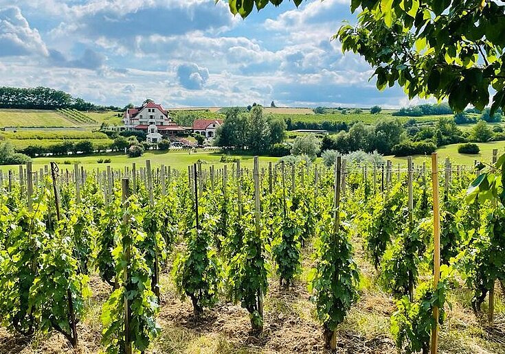 Frühling im Weingarten Ein wunderschöner Ausblick vom Weingarten auf das Wein.Hotel Neustifter. Die Weinreben sind noch klein aber schon grün. Das Wetter ist sonnig mit vereinzelten Wolken.