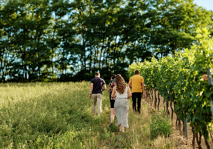 Gäste wandern mit Monika Neustifter durch die Weingärten bei schönem Wetter.