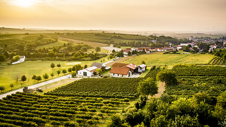 Eine Drohnenaufnahme von einem Weingarten. Im Hintergrund sieht man das Wein.Gut Neustifter.