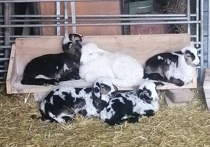 Baby Ziegen liegen im Stall am Boden und kuscheln gemeinsam.