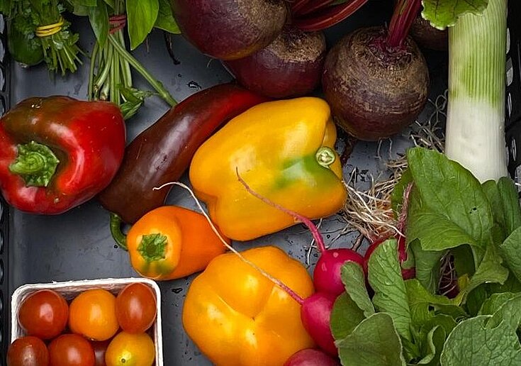 Verschiedenes Gemüse wie Paprika, Salat und Tomaten liegen zusammen auf einem Platz.