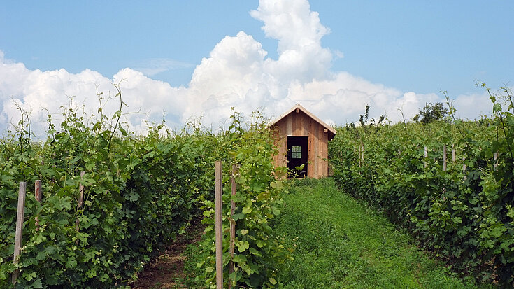 Im Stockkultur-Weingarten steht eine kleine Holzhütte.