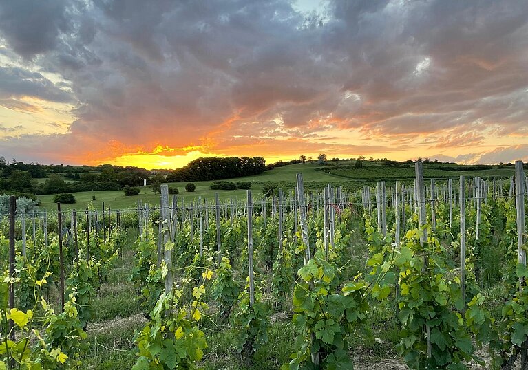 Weingarten bei Sonnenuntergang Der Sonnenuntergang taucht den Weingarten in ein idyllisches Erlebnis.