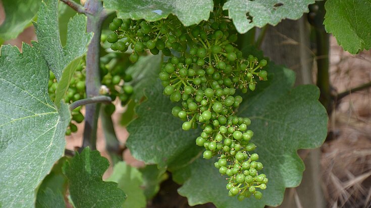 Unreife, grüne, kleine Weintrauben hängen an der Weinrebe.